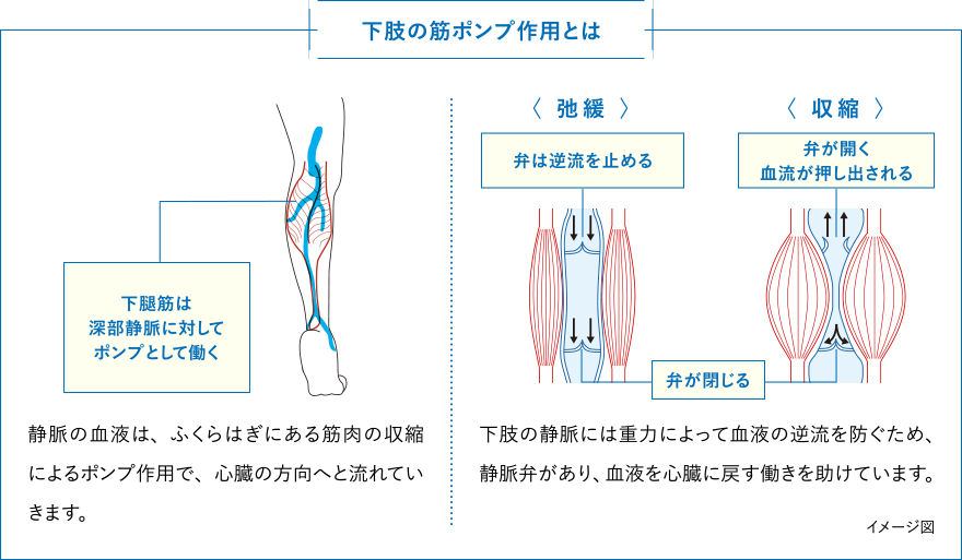 下肢の筋ポンプ作用