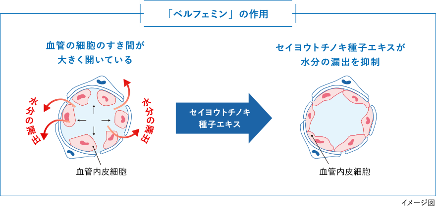 「ベルフェミン」の2つの作用