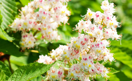 セイヨウトチノキの花